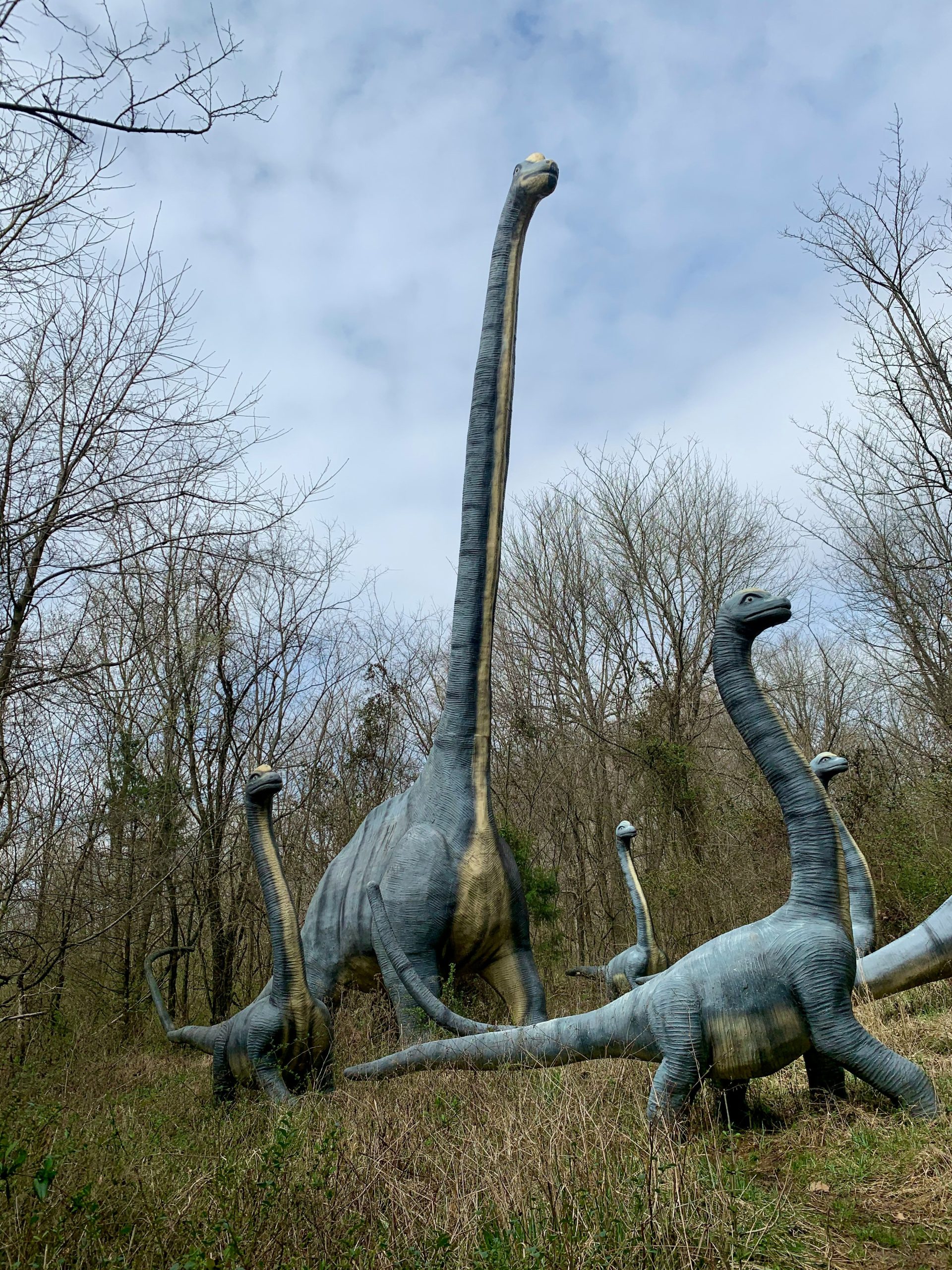 Long Neck Dinosaur