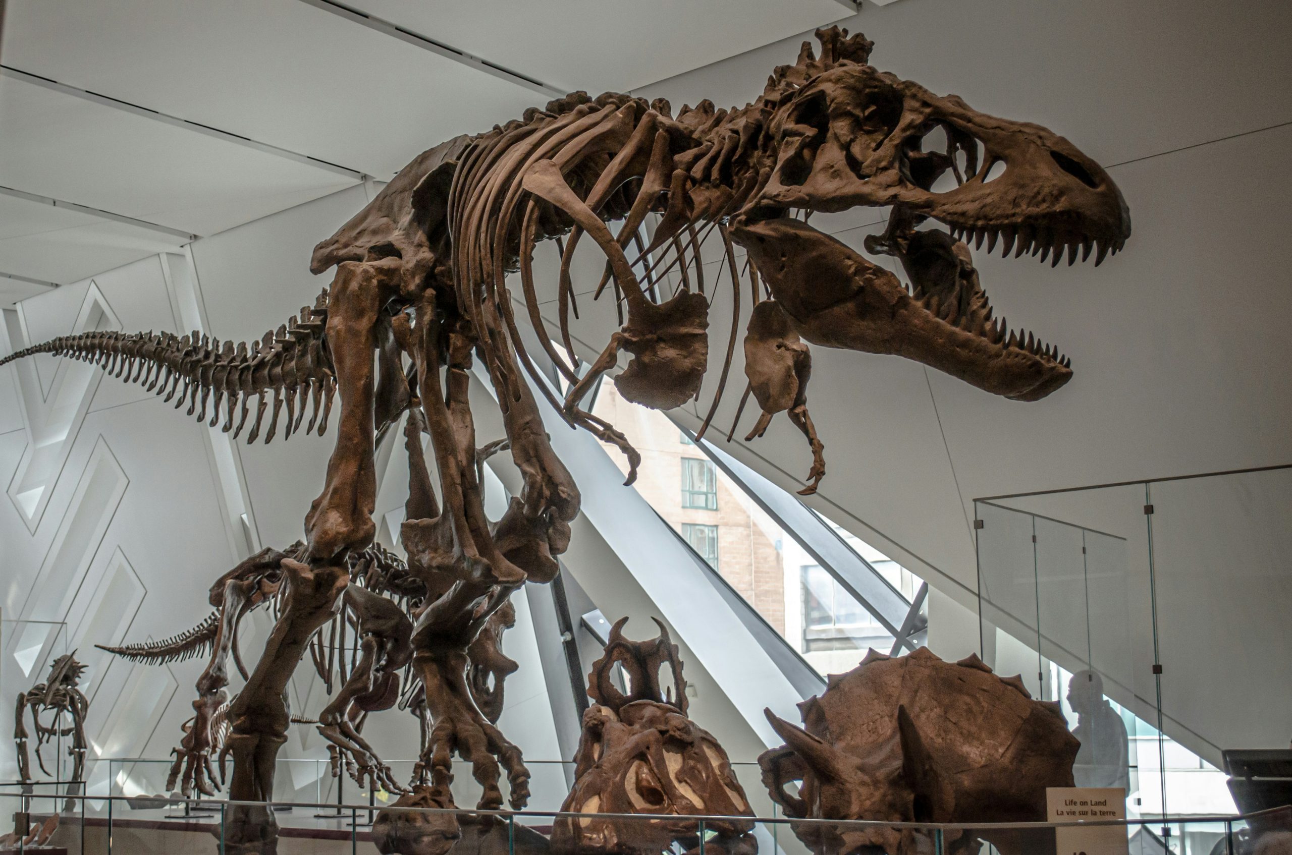 Skeleton Dinosaur