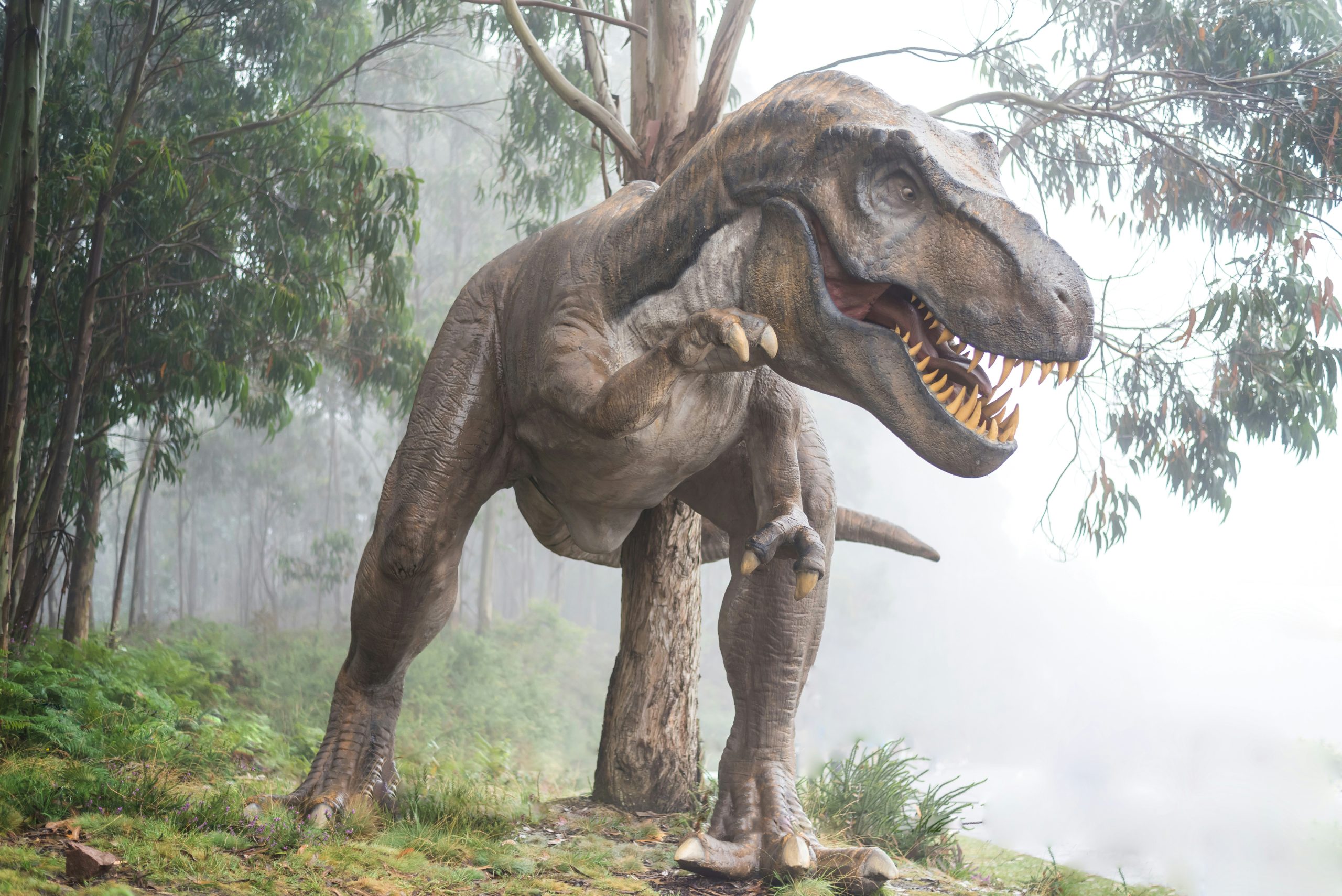 Trex